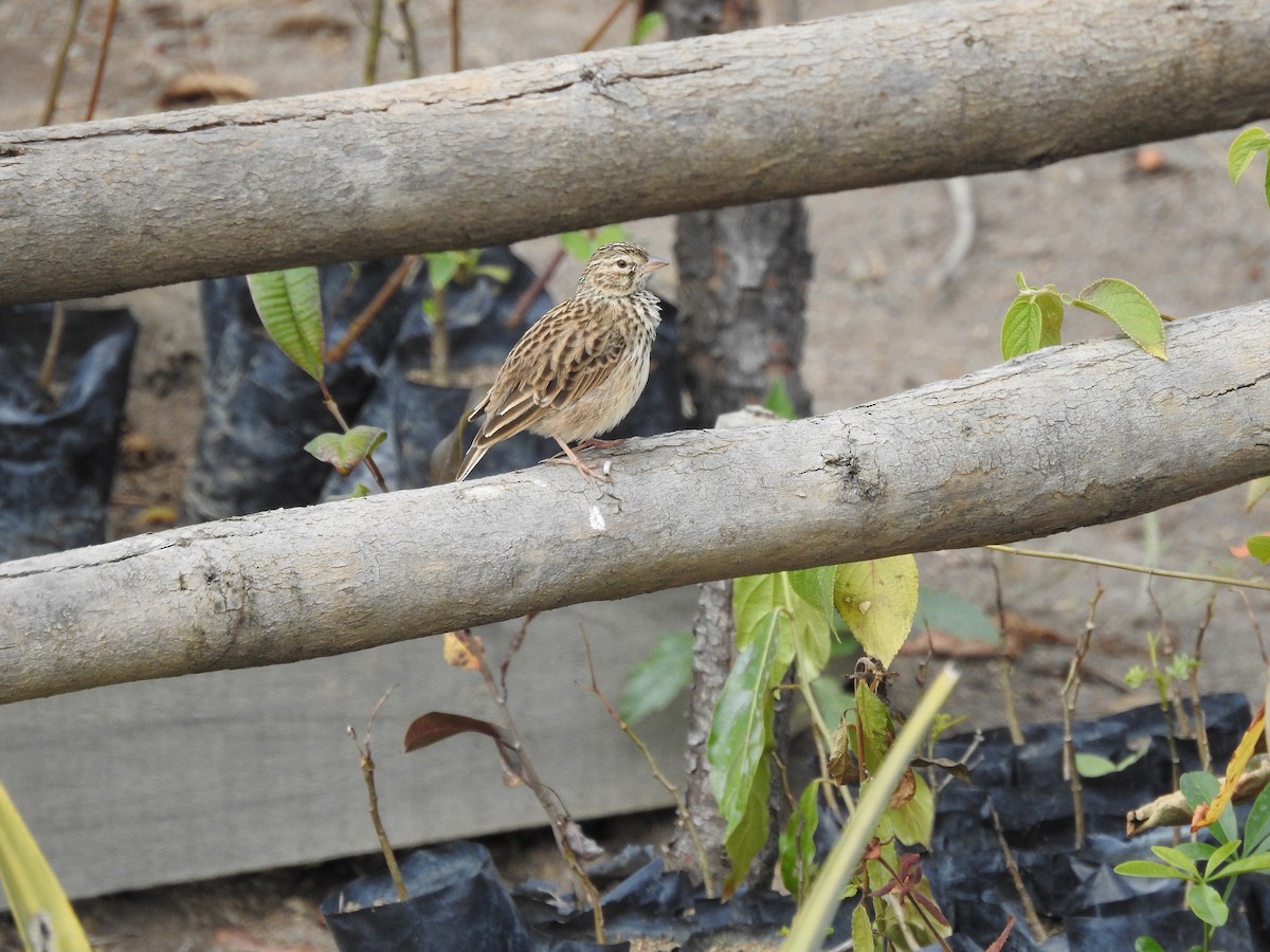 Madagascar Lark - Wenyi Zhou