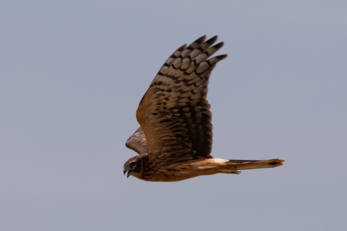 Hen Harrier - ML620532612