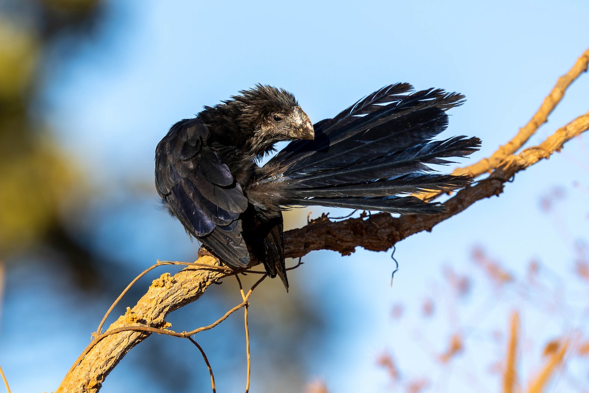 Smooth-billed Ani - ML620532615