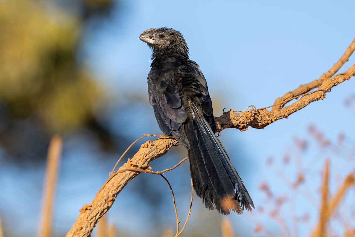 Smooth-billed Ani - ML620532619