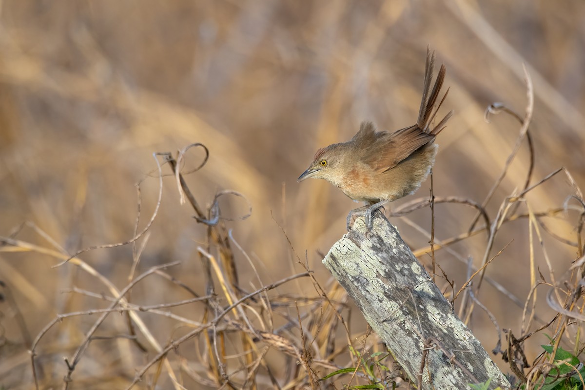 Freckle-breasted Thornbird - ML620532621