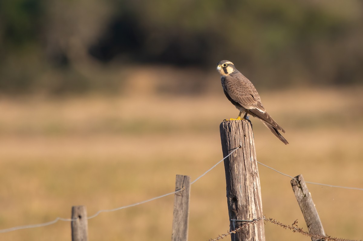 Aplomado Falcon - ML620532623