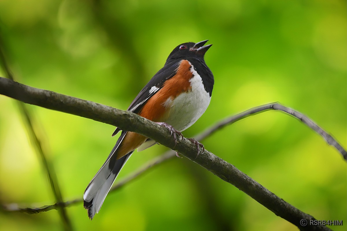 Eastern Towhee - ML620532624