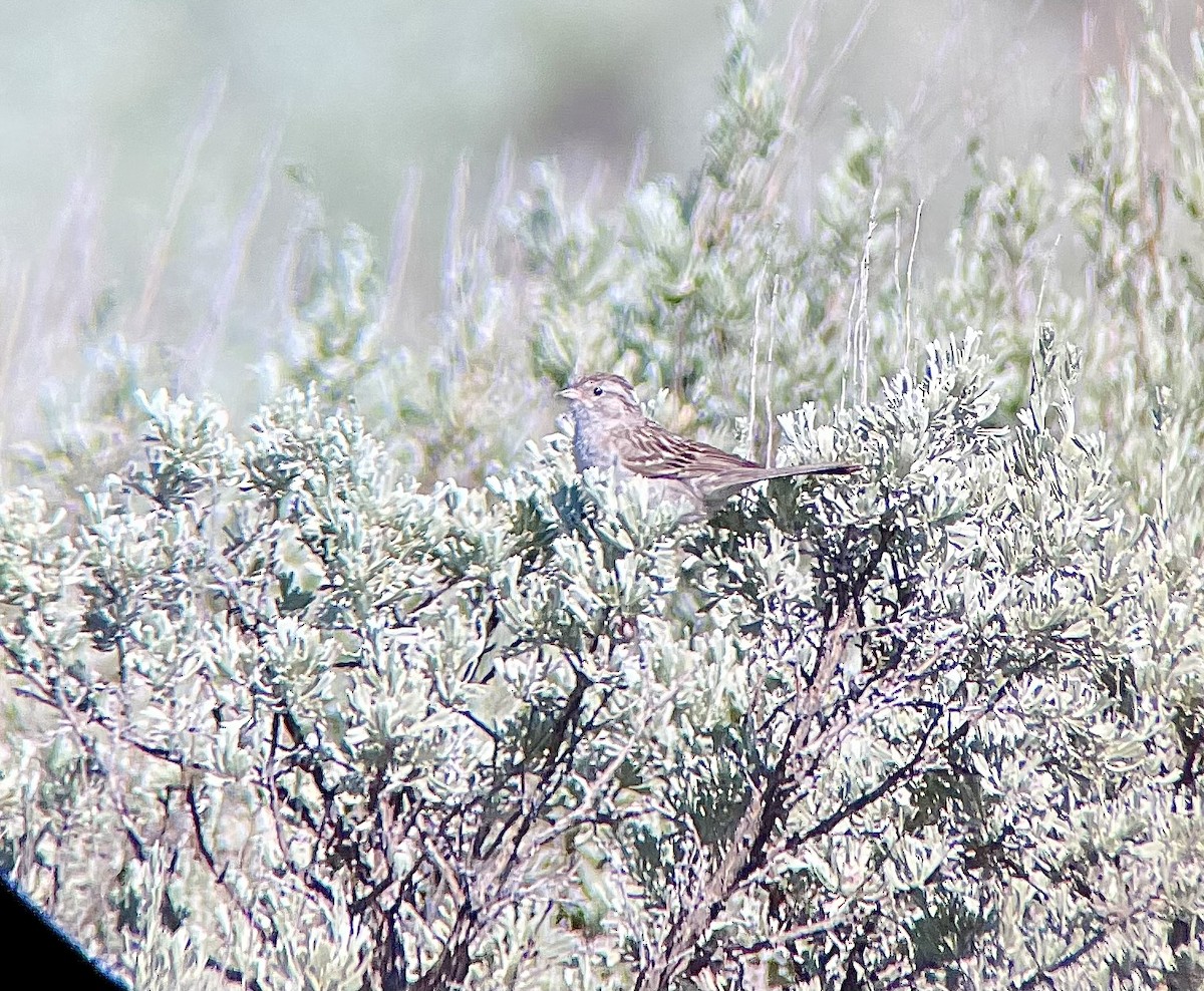 Brewer's Sparrow - ML620532626