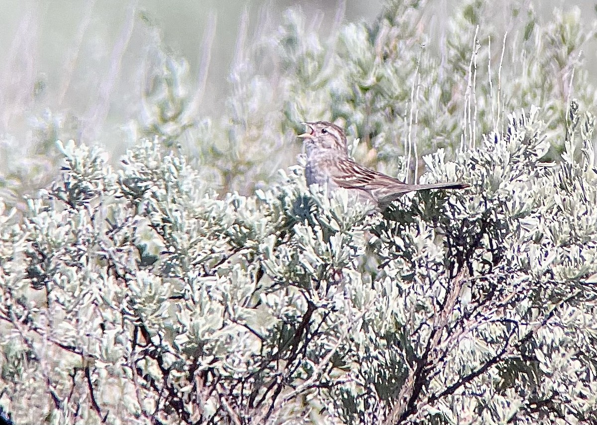 Brewer's Sparrow - ML620532627