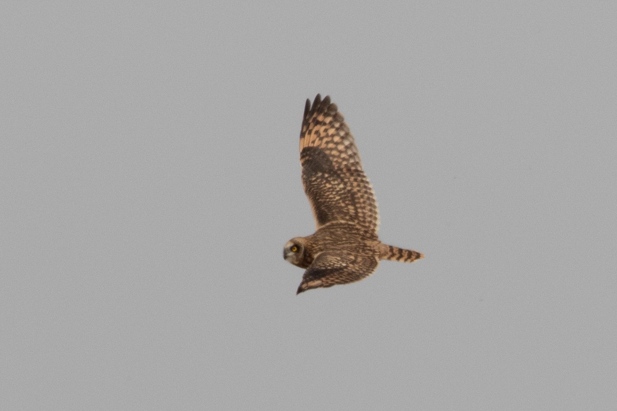Short-eared Owl - ML620532628