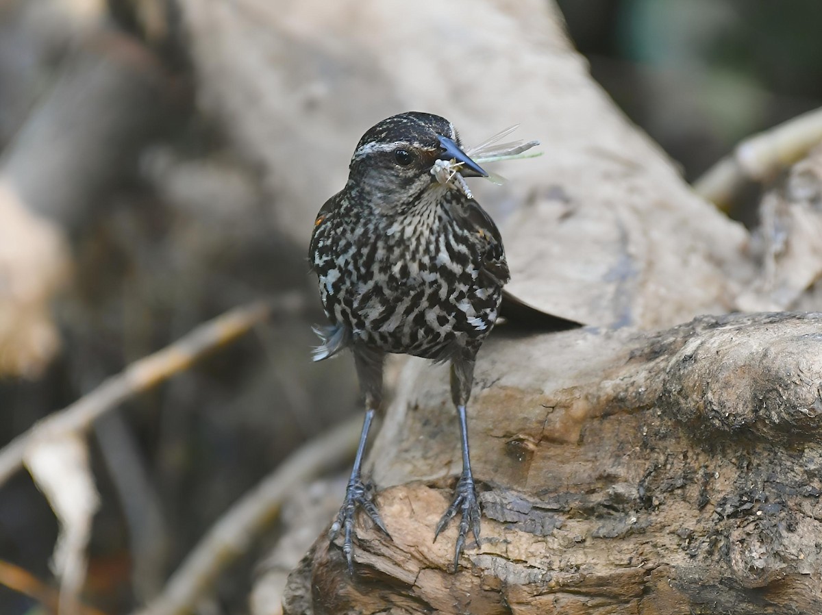 Red-winged Blackbird - ML620532632