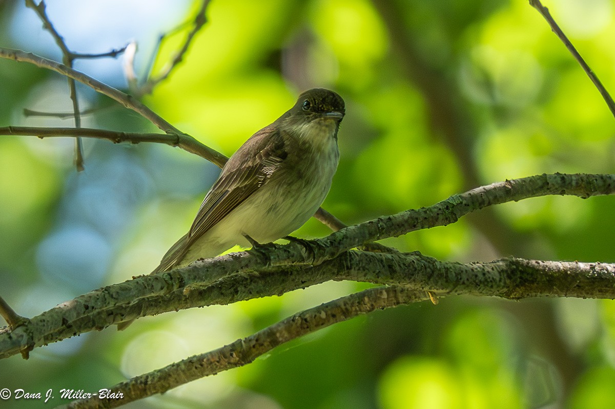 Eastern Phoebe - ML620532635