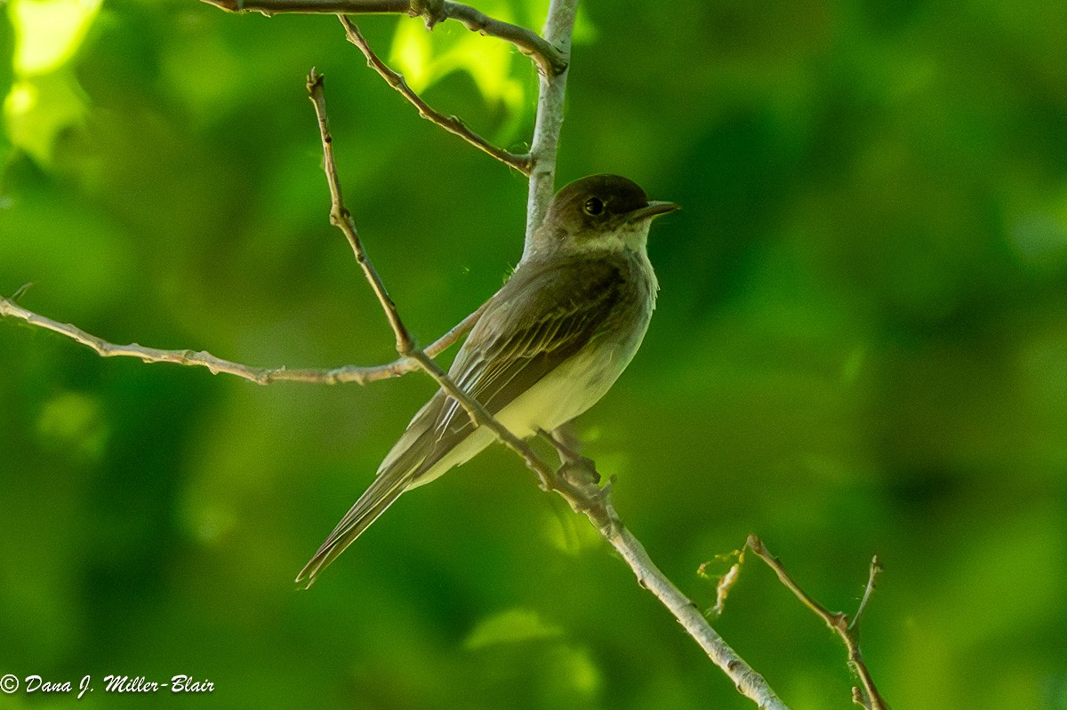 Eastern Phoebe - ML620532638