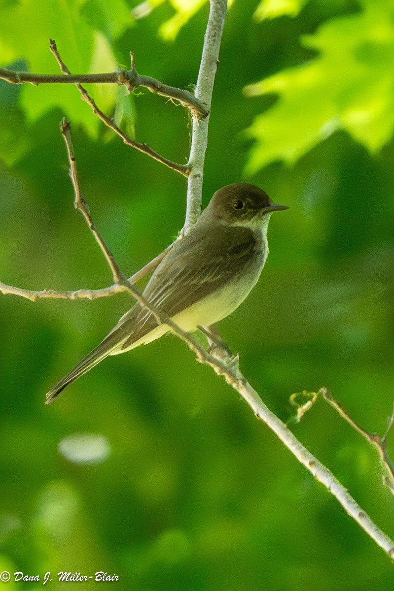 Eastern Phoebe - ML620532641