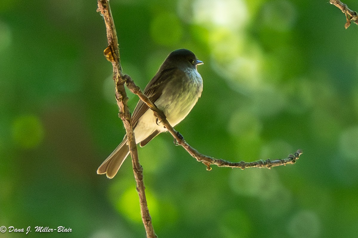 Eastern Phoebe - ML620532642