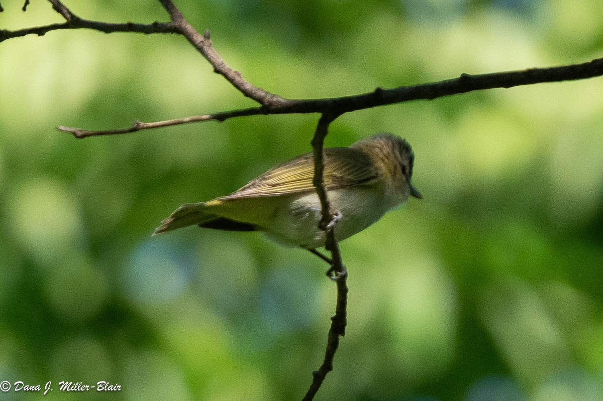 Red-eyed Vireo - ML620532653