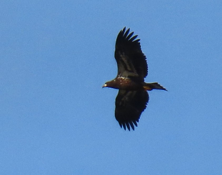 Bald Eagle - ML620532664