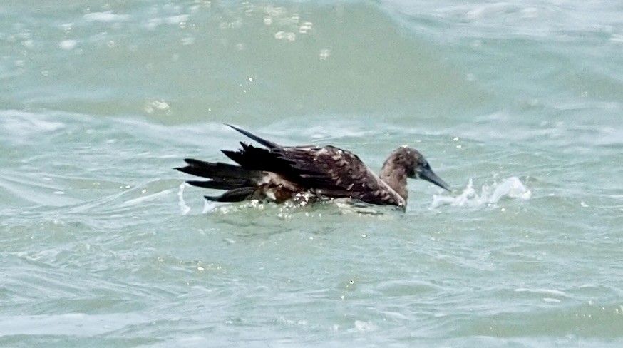 Brown Booby - ML620532666