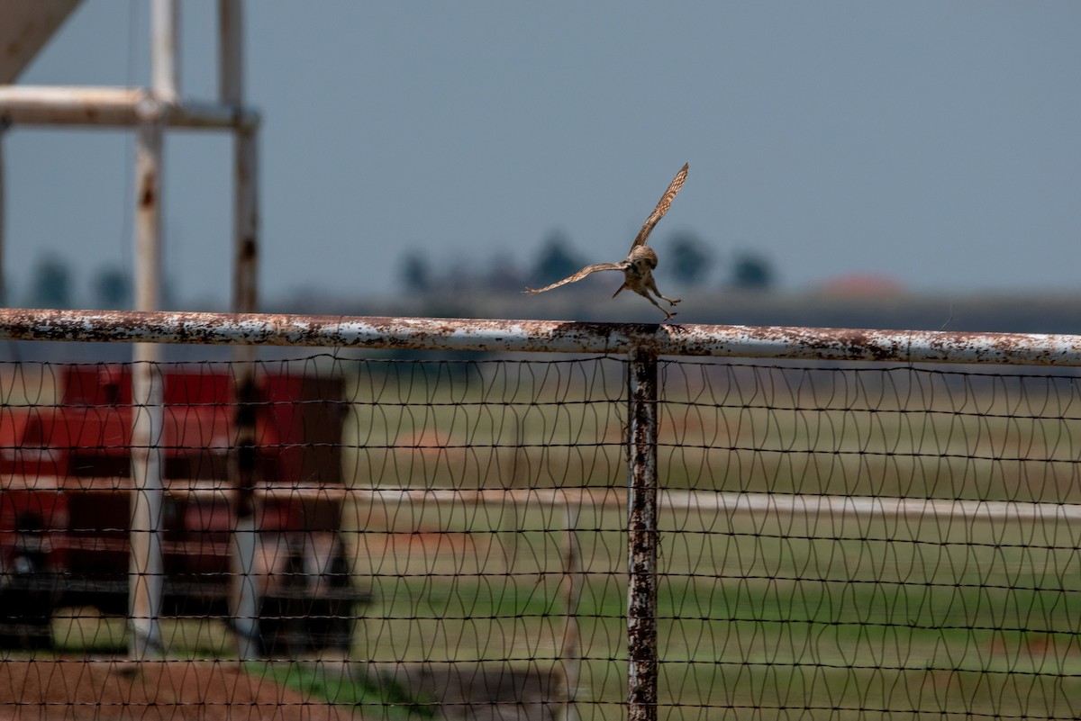 Burrowing Owl - ML620532668