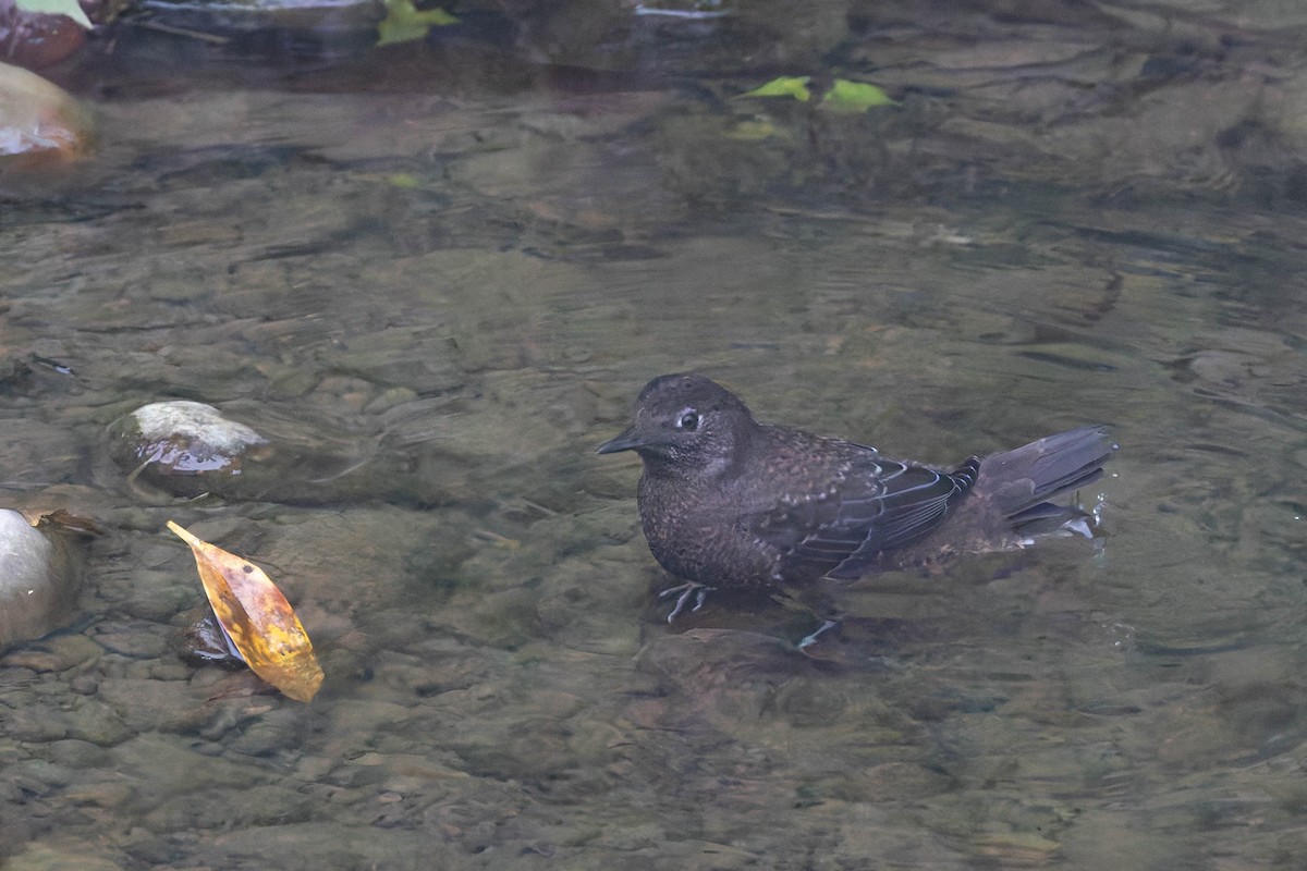 Brown Dipper - Angel BAS-PEREZ