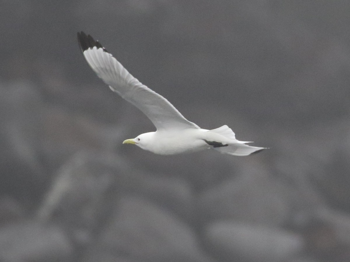 Black-legged Kittiwake - Steve Calver