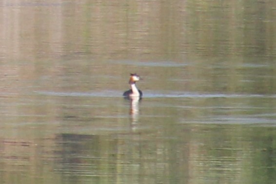 Great Crested Grebe - ML620532673