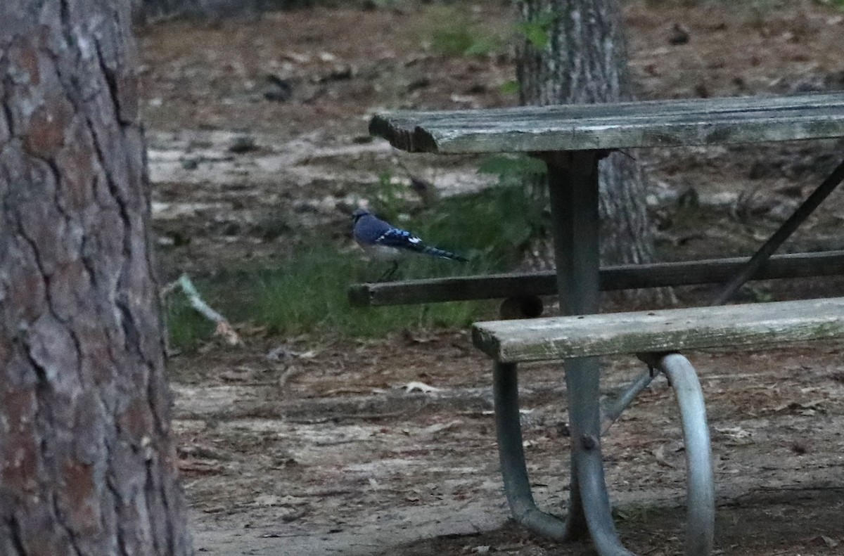 Blue Jay - ML620532676