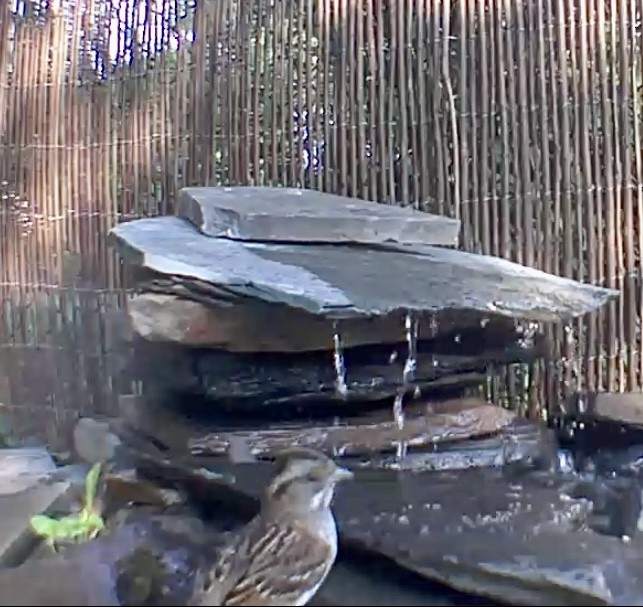 White-throated Sparrow - ML620532699