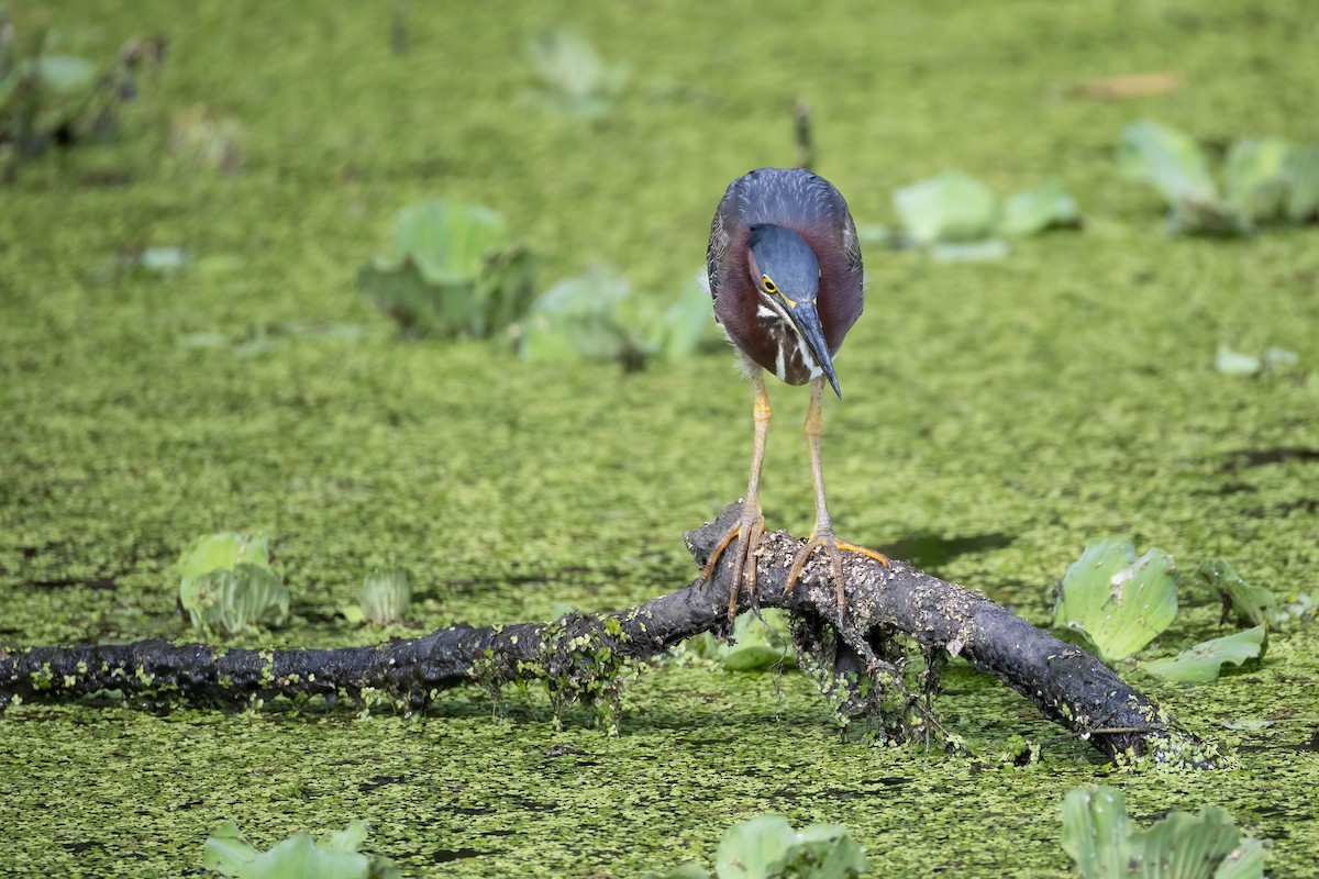 Green Heron - ML620532704