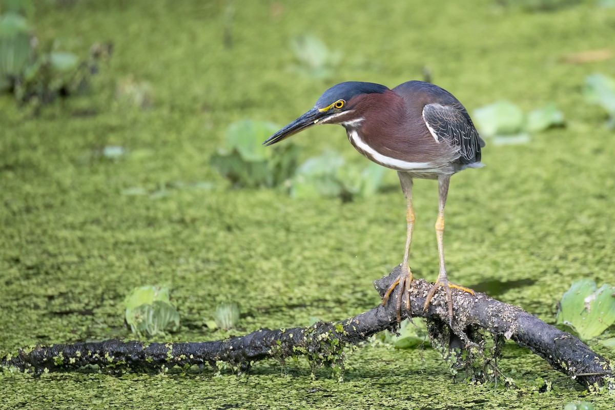 Green Heron - ML620532705