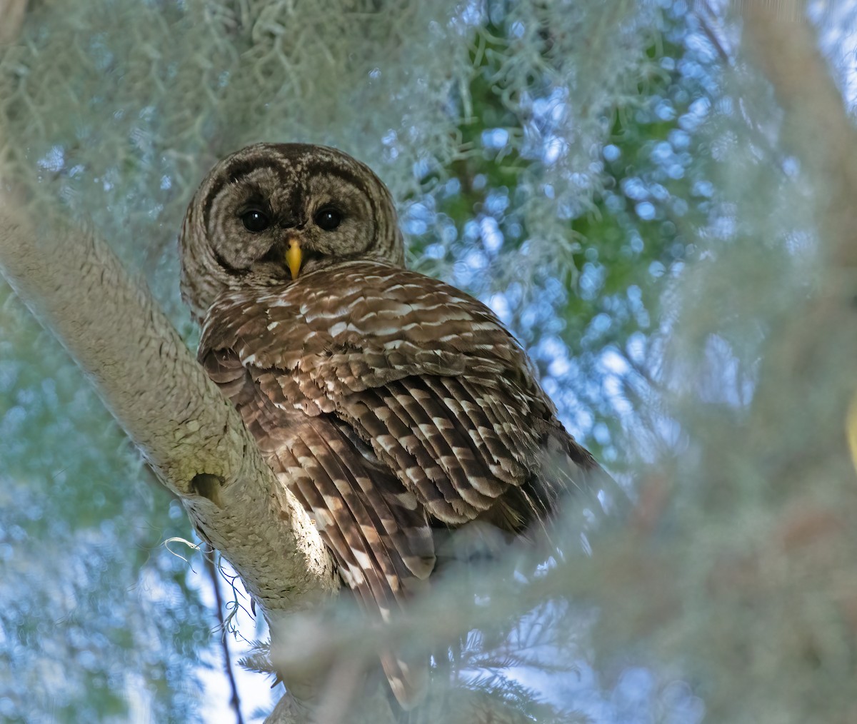 Barred Owl - ML620532714