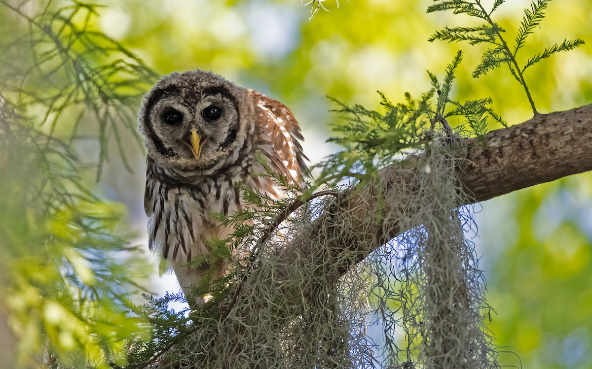 Barred Owl - ML620532715