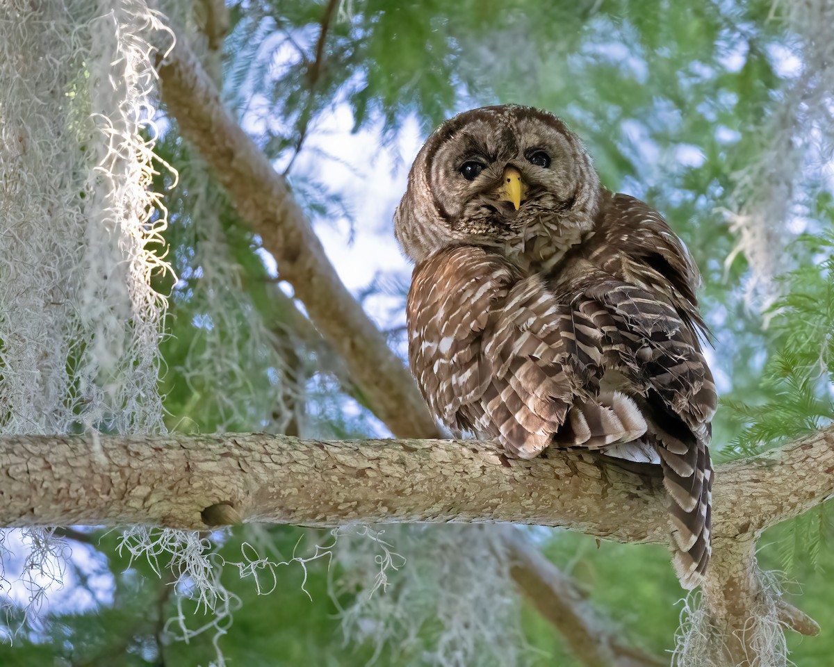 Barred Owl - ML620532716