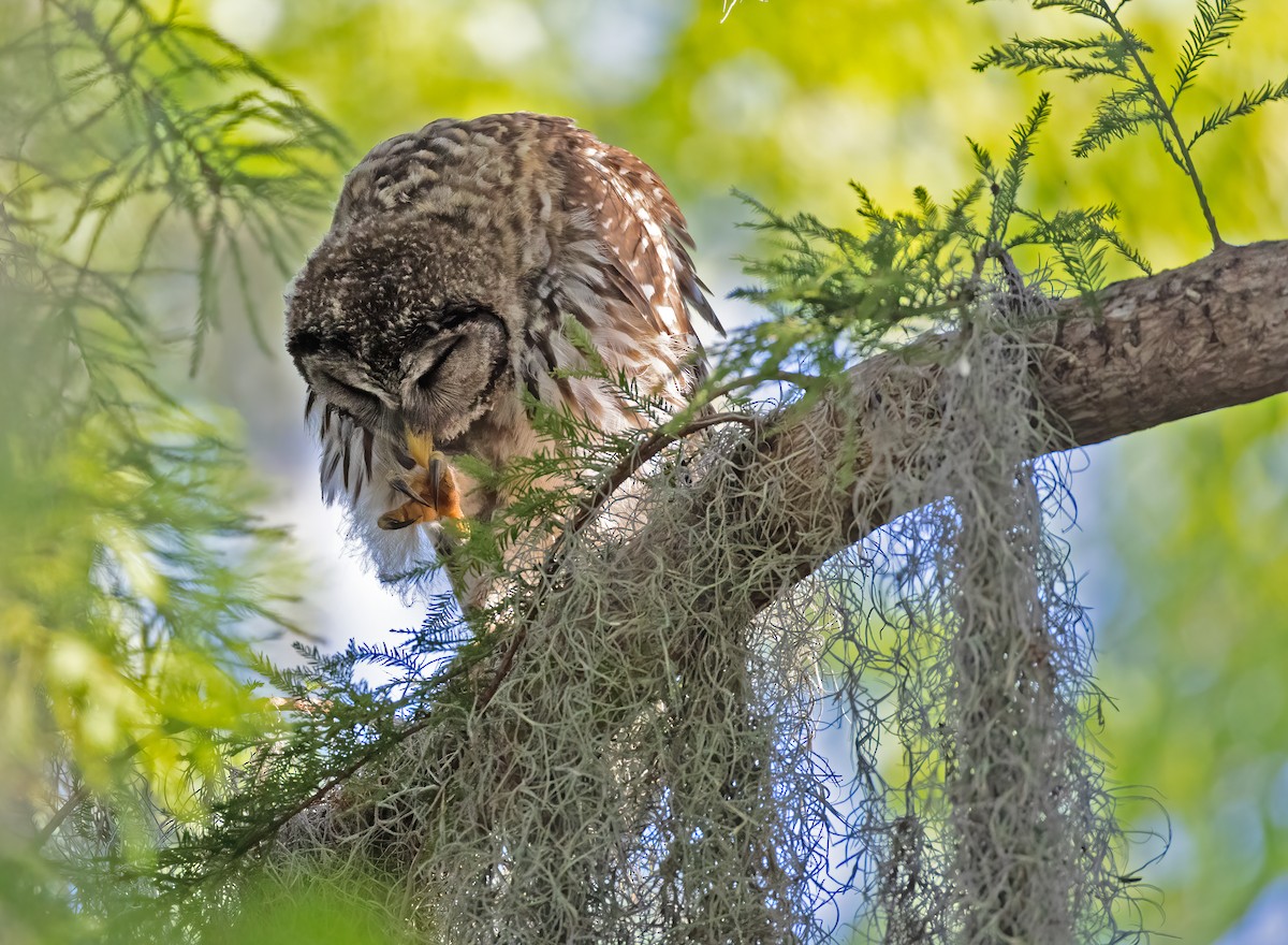 Barred Owl - ML620532719