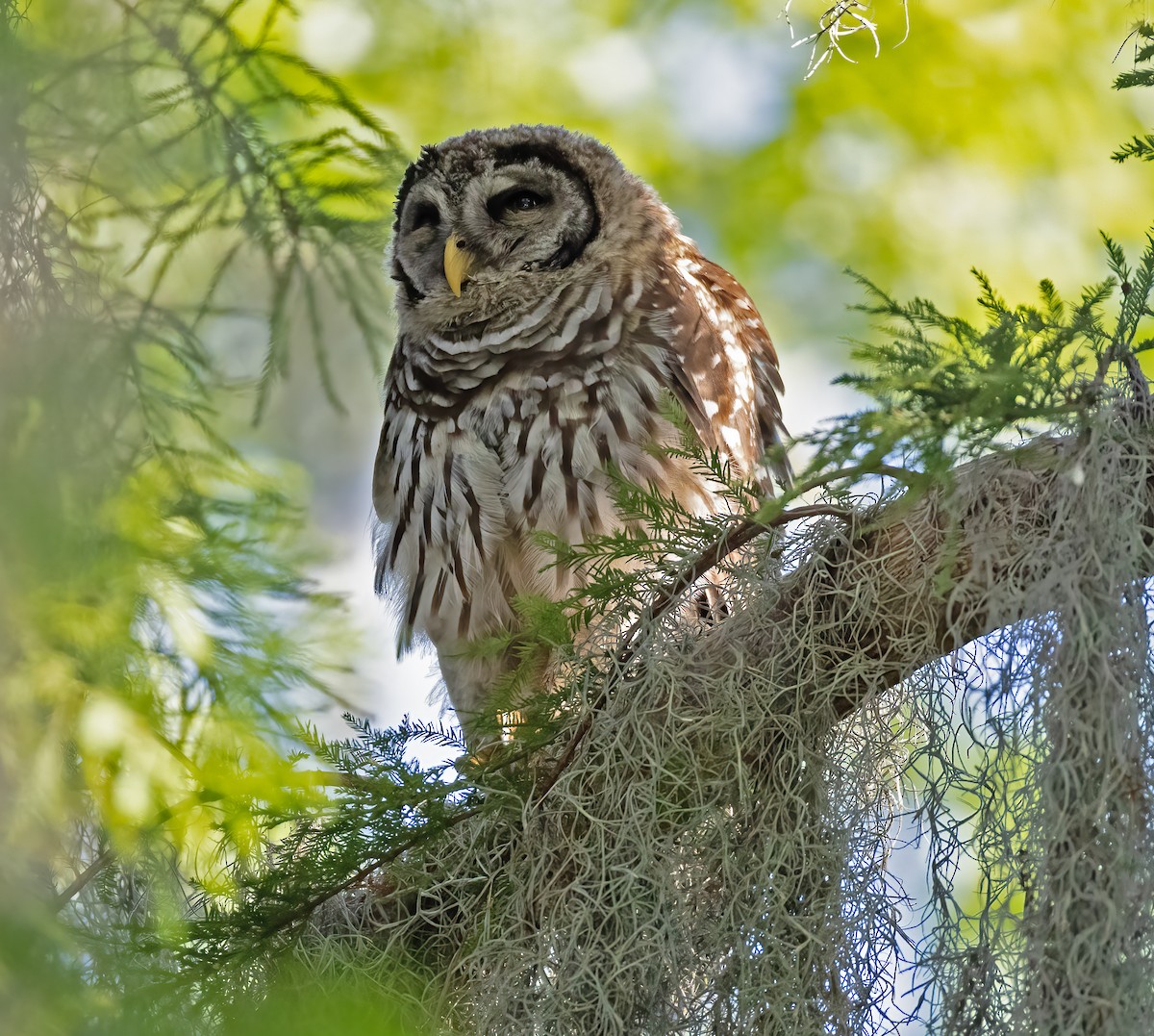 Barred Owl - ML620532720