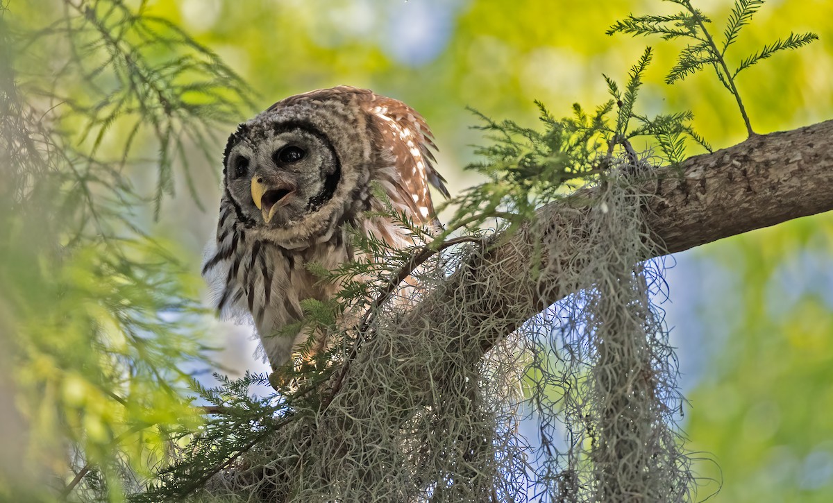 Barred Owl - ML620532721