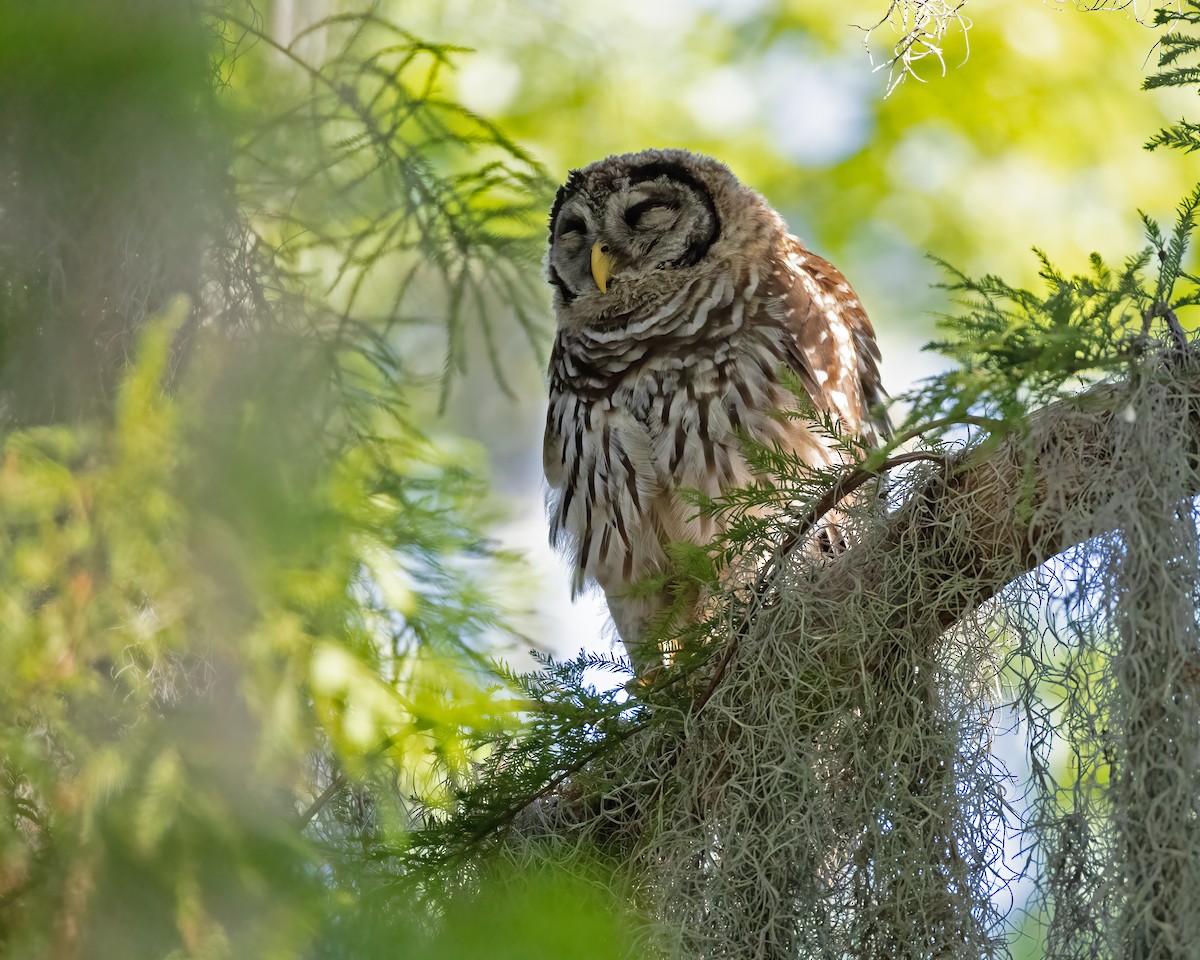 Barred Owl - ML620532722