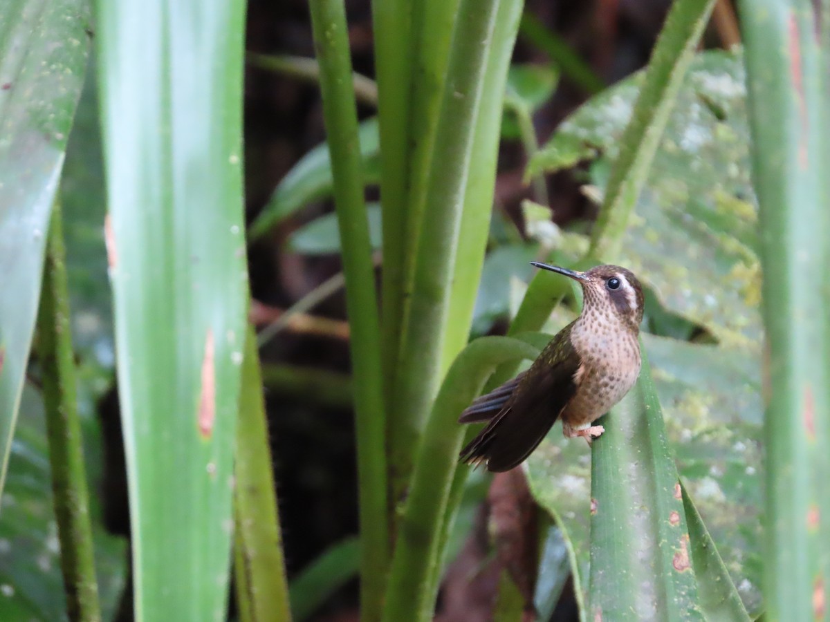 Speckled Hummingbird - ML620532732