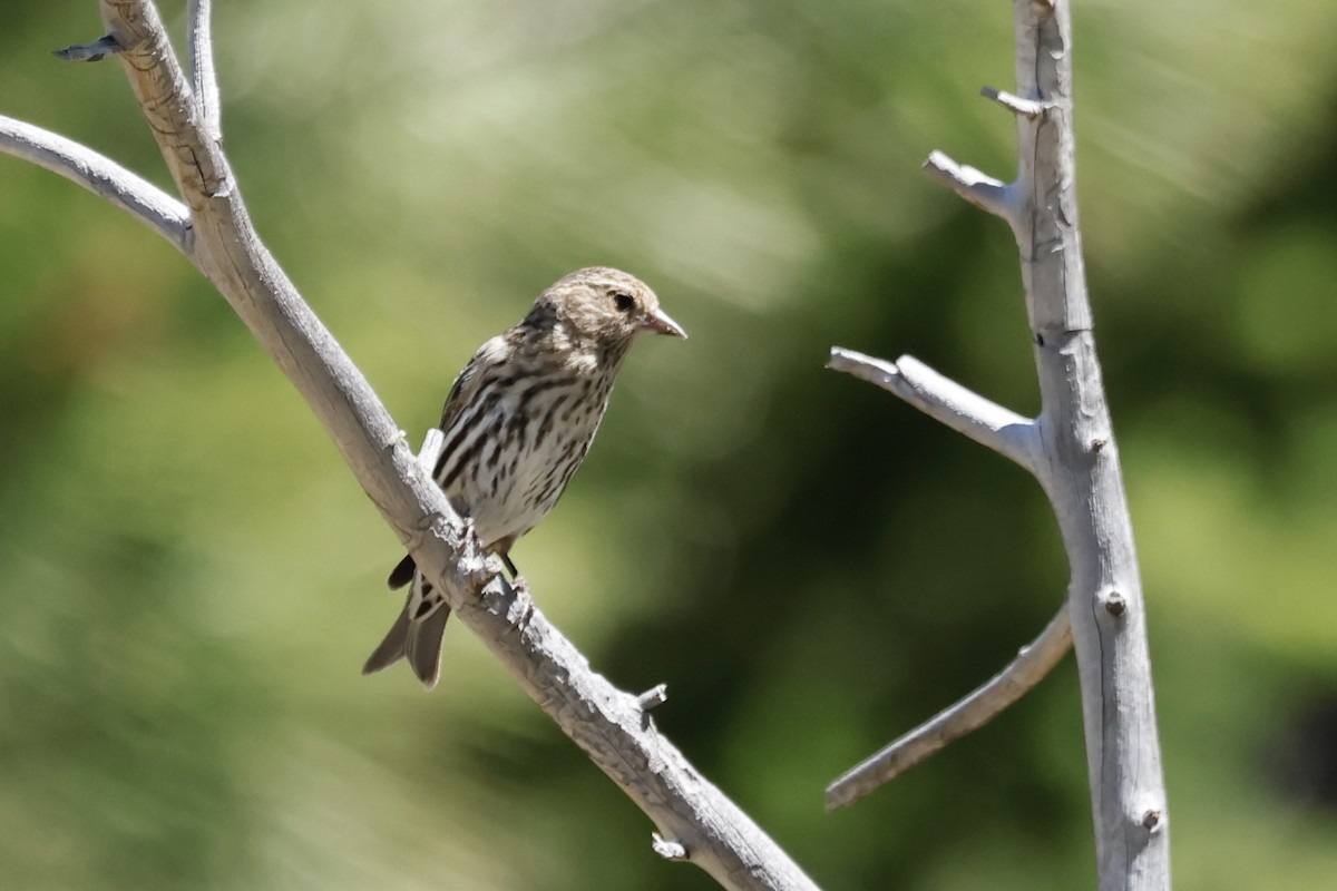 Pine Siskin - ML620532739