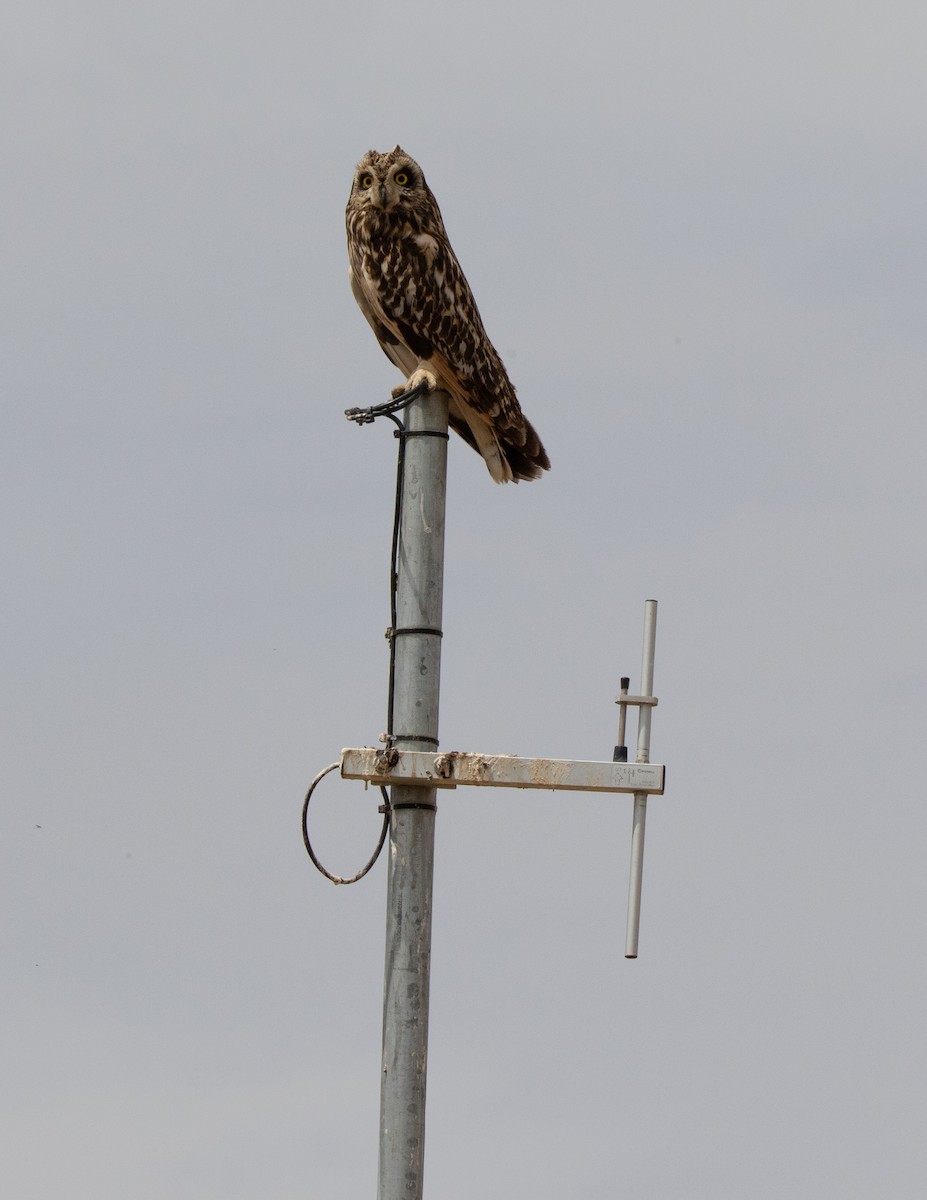 Short-eared Owl - ML620532740