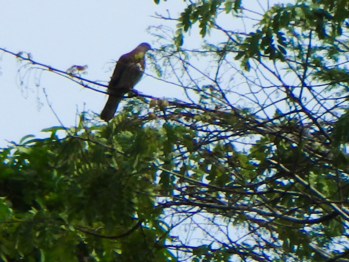 Pale-vented Pigeon - ML620532742