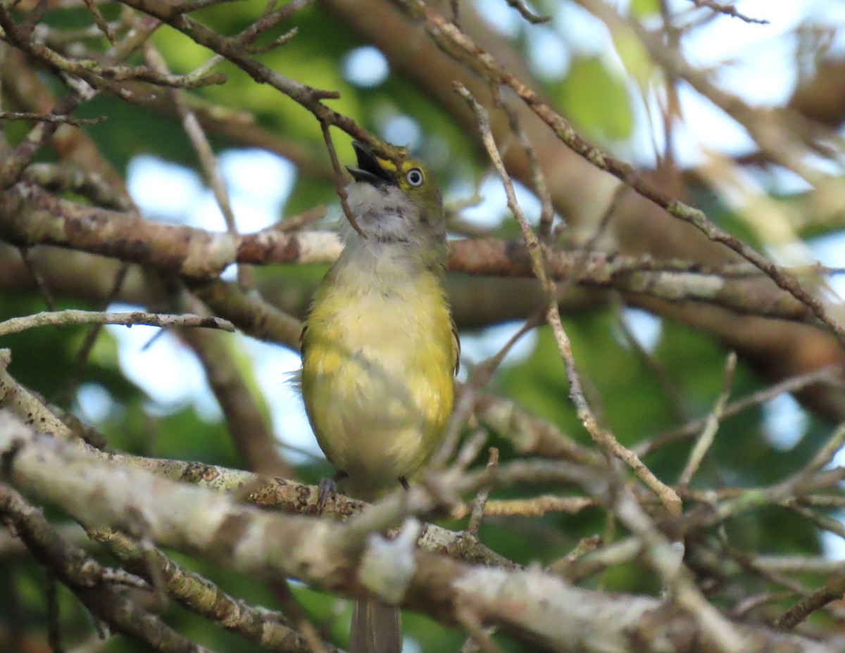 White-eyed Vireo - ML620532745