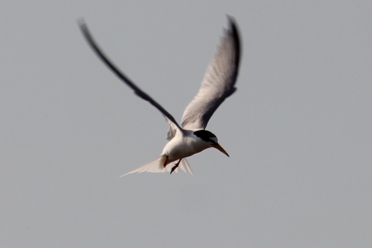 Little Tern - Vladislav Kurakhtenkov