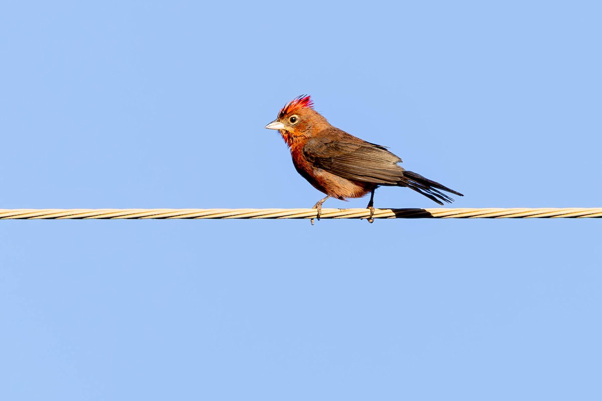 Red-crested Finch - ML620532755