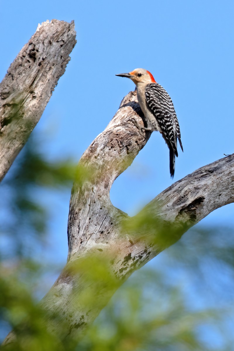 Red-bellied Woodpecker - ML620532756