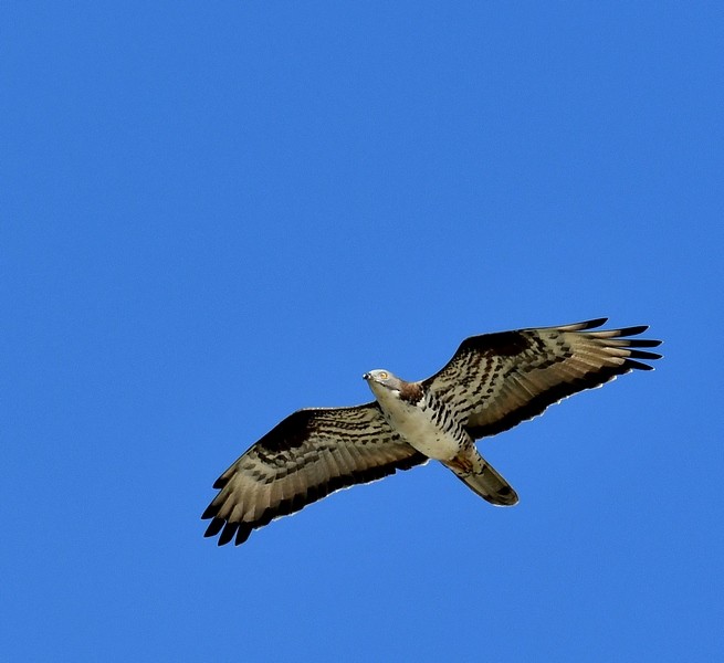 European Honey-buzzard - ML620532757