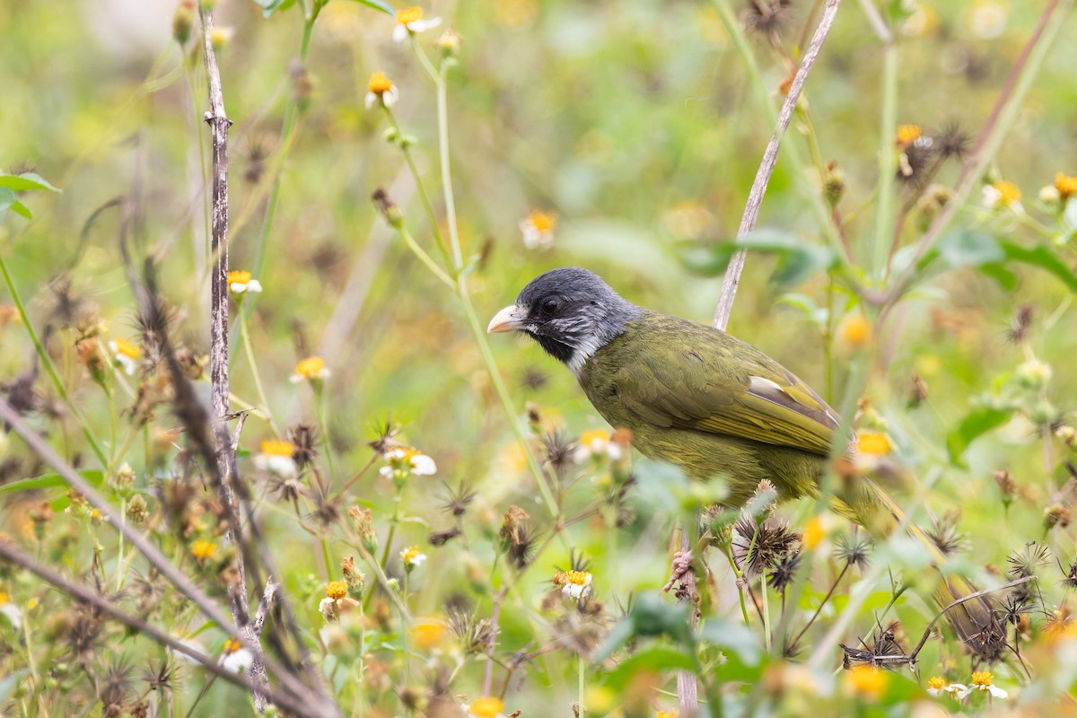 Collared Finchbill - ML620532759