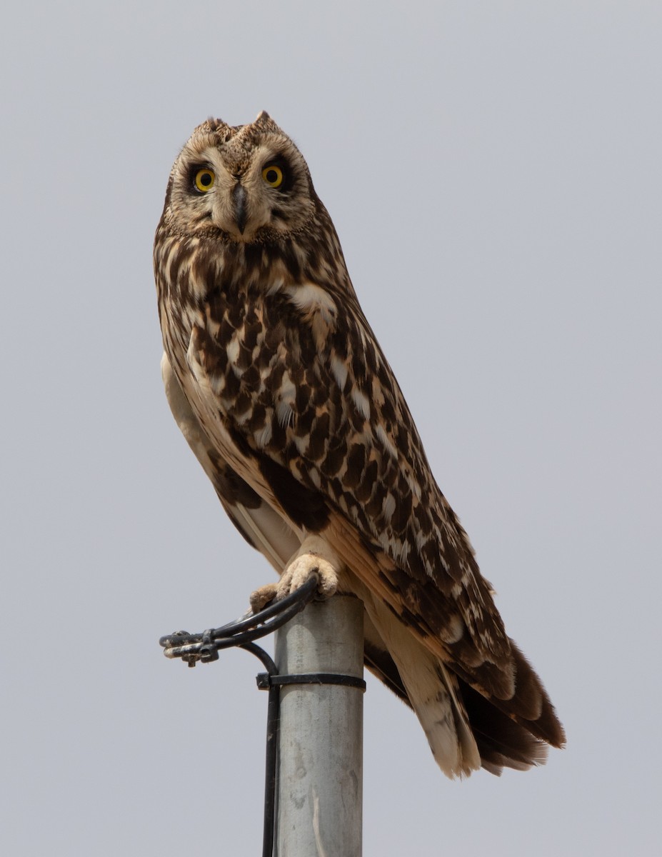 Short-eared Owl - ML620532763