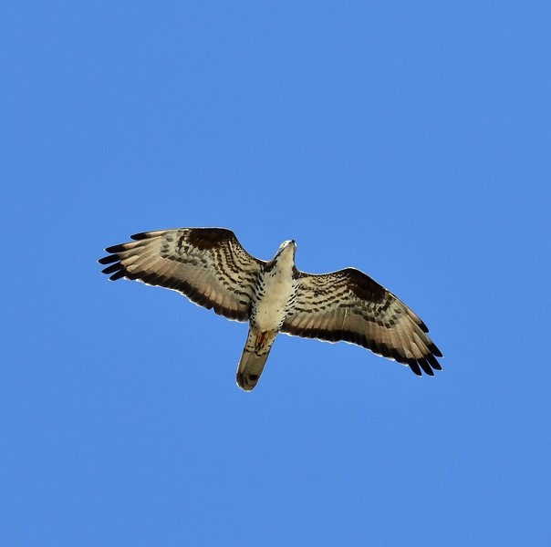 European Honey-buzzard - ML620532764