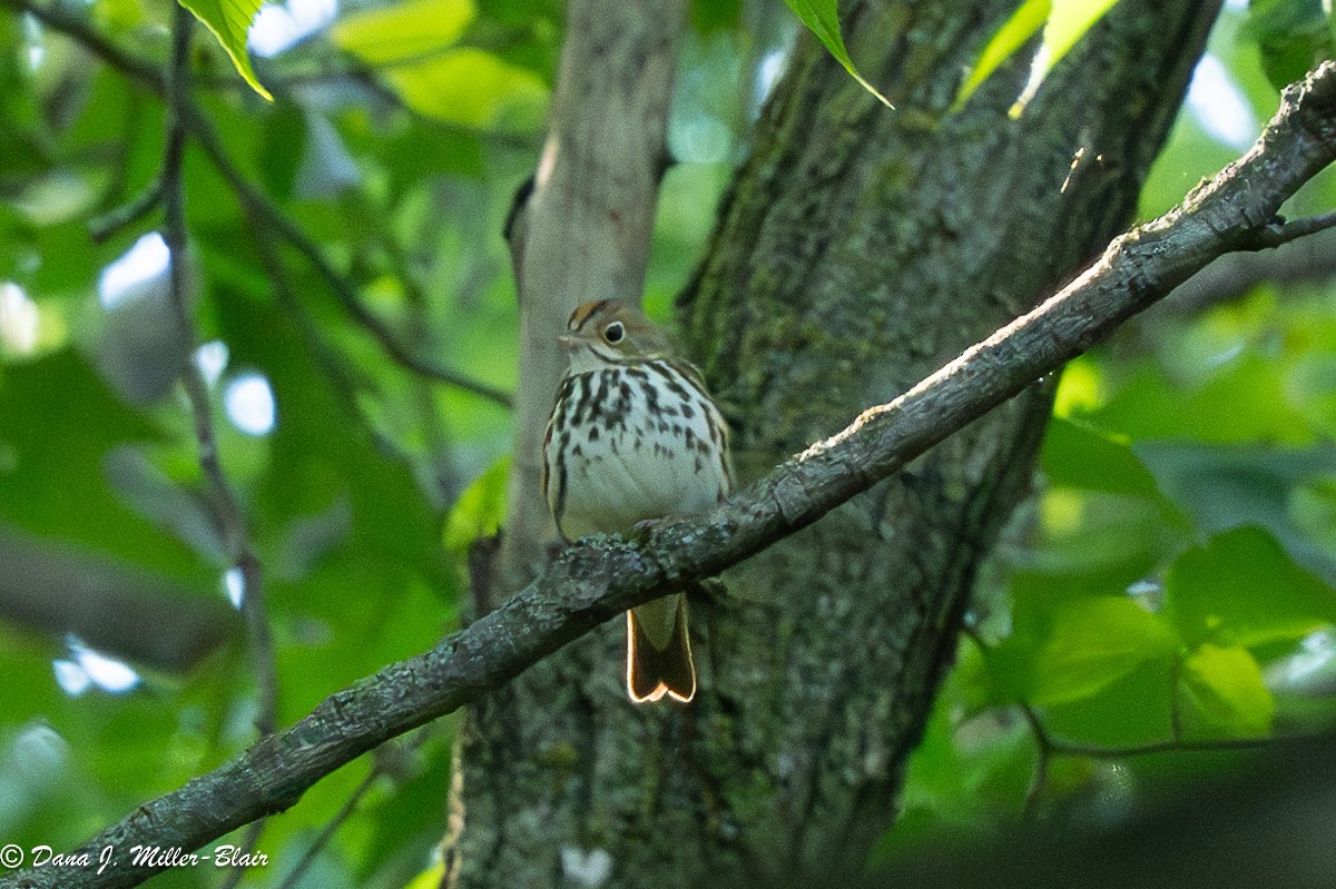 Ovenbird - ML620532776