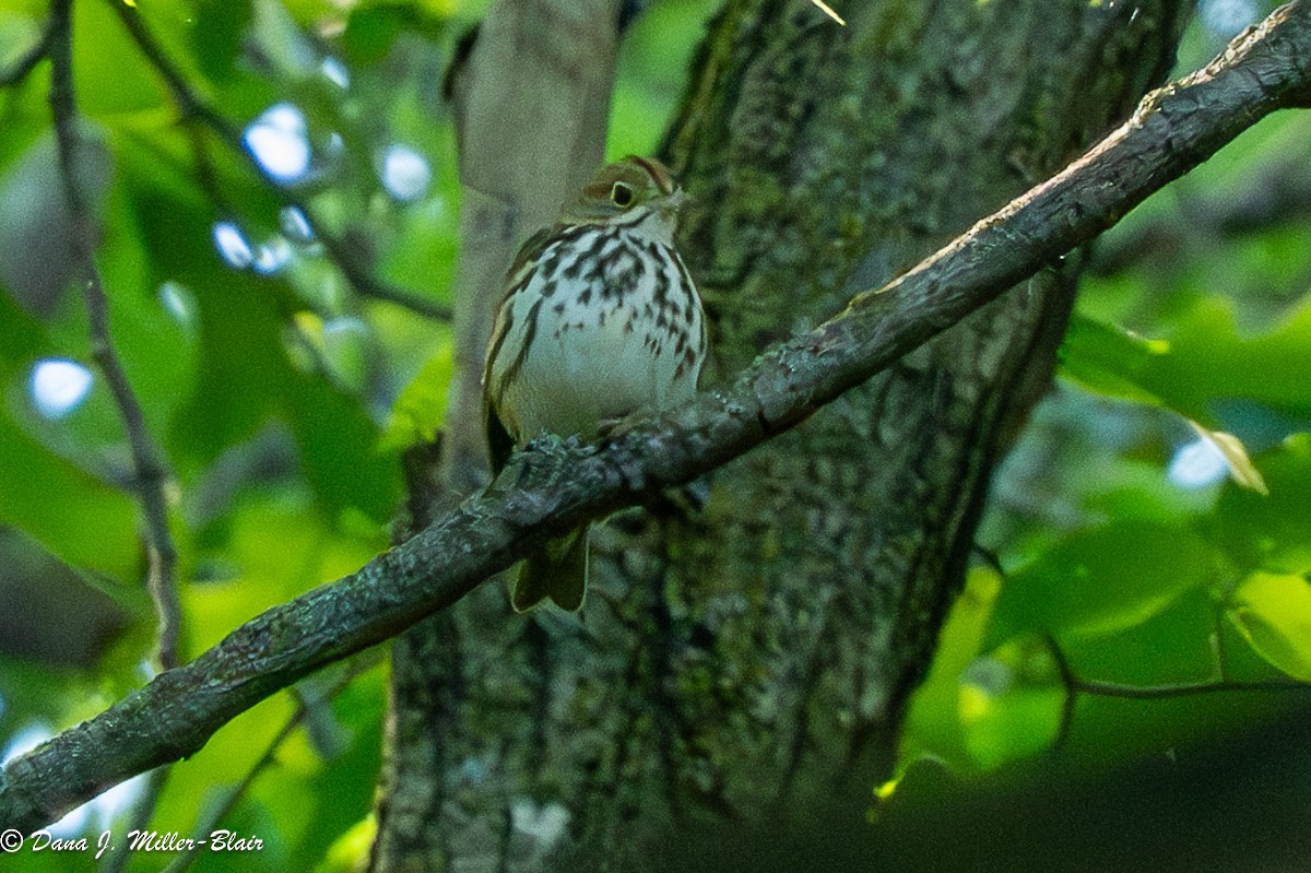 カマドムシクイ - ML620532777