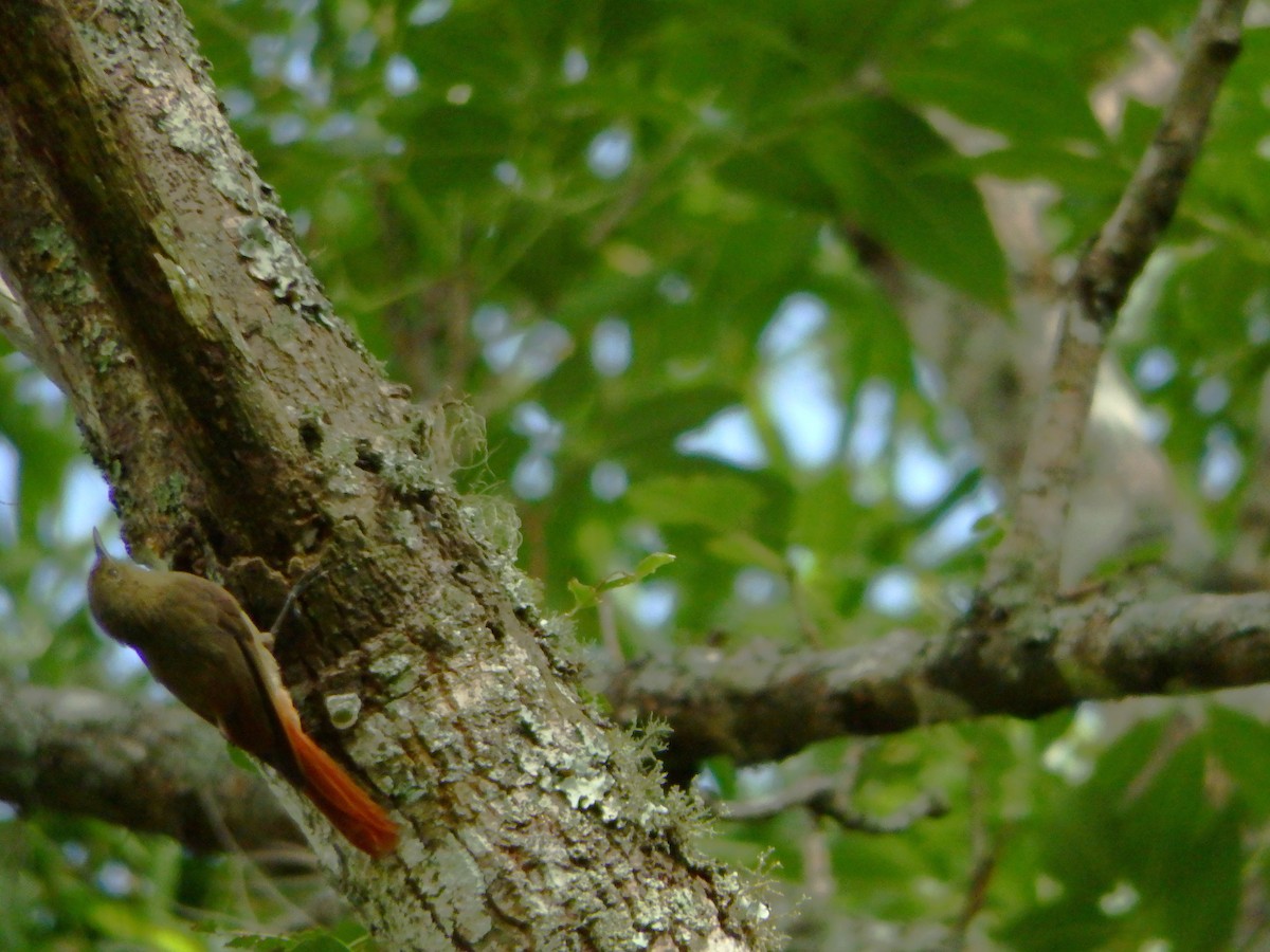 Olivaceous Woodcreeper - ML620532778