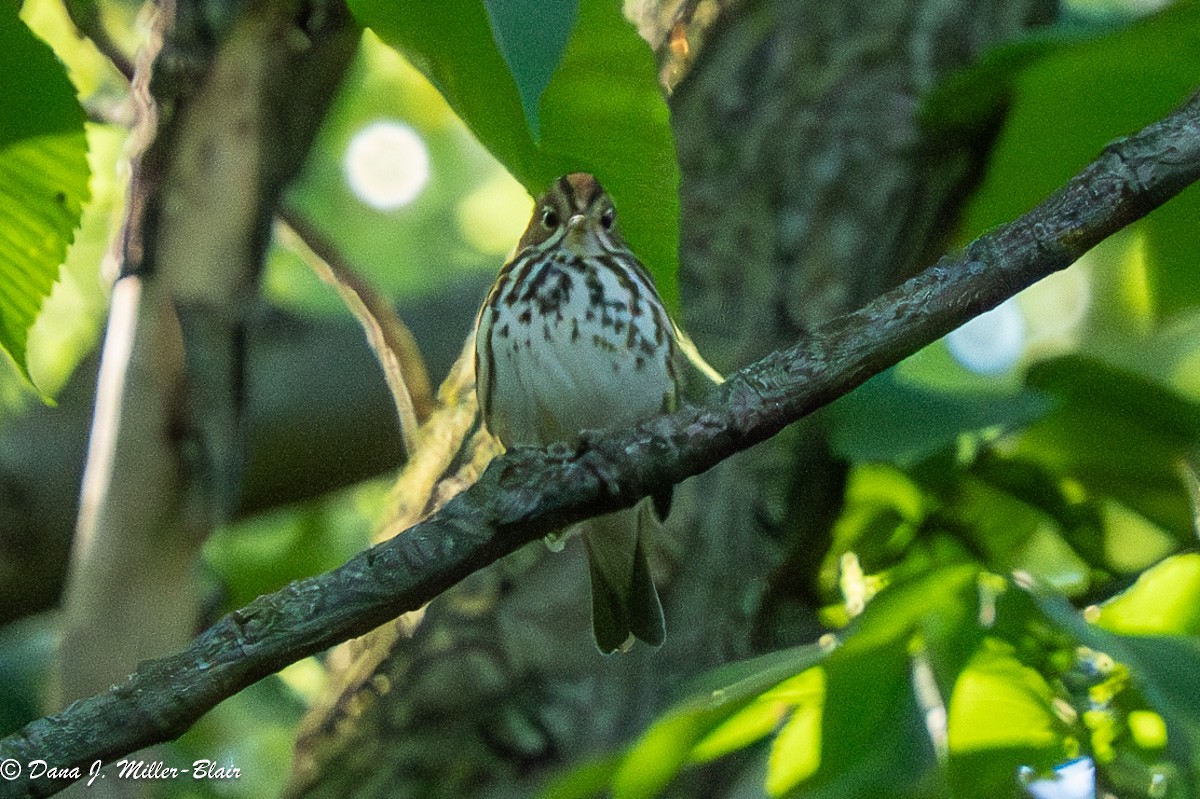 Ovenbird - ML620532780