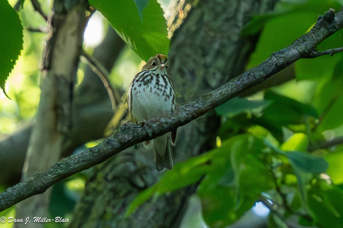 Ovenbird - ML620532784